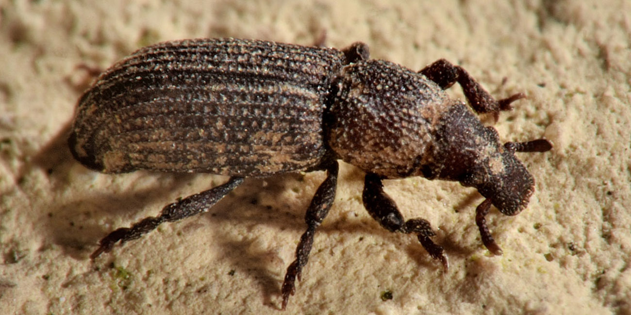 Curculionidae: Choerorhinus squalidus?  S !